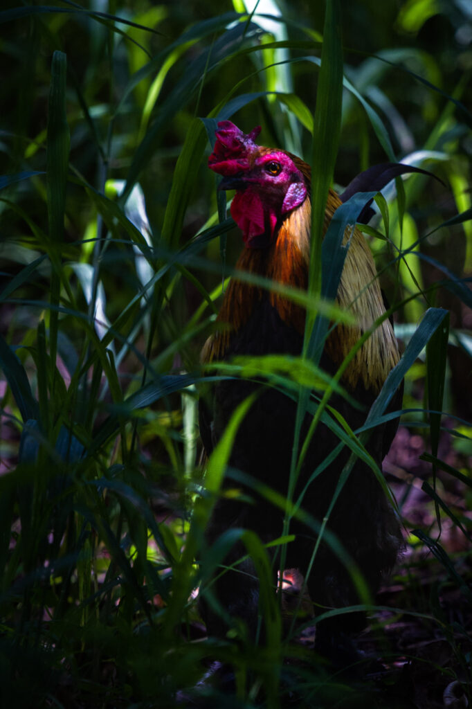 12 IMG 2009 682x1024 1