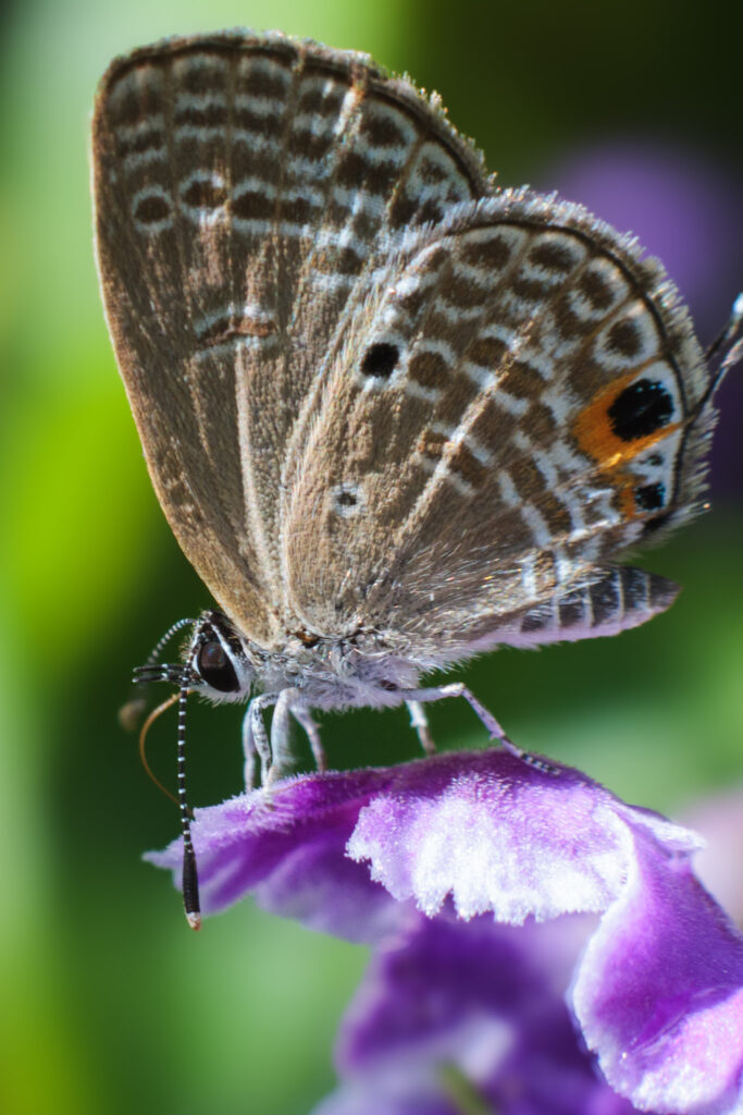 13 IMG 2467 683x1024 1